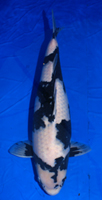Uturimono