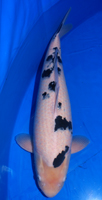 Bekko
