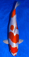 Hikarimoyo