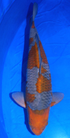 Kawarimono