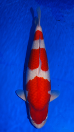 Adult Koi Division Overall Champion