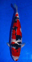 Taisho Sanshuoku