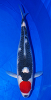 Tancho