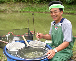 Mr. Takeo Hoshino selecting and sorting