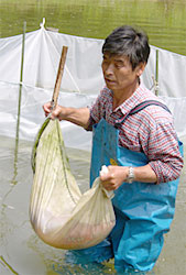 carrying out Nishikigoi from Noike