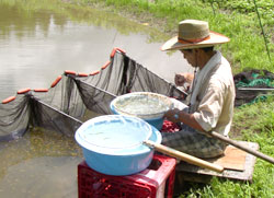 Mr. Iwashita selecting and sorting at a field pond