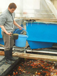 Feeding at the Koi farm