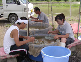 selection of Koi fry