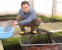 Mr. Sakazume selecting and sorting at the Koi farm