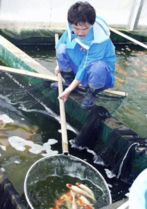 Mr. Kawakami working at the Koi farm