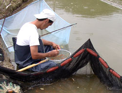 Mr. Kawakami selecting and sorting at a field pond