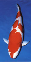 Torazo Kohaku