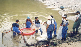  Ikeage à Yamamatsu koi farm